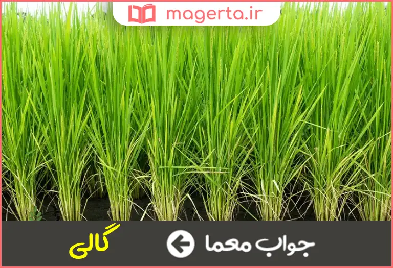 جواب معما ساقه برنج در جدول