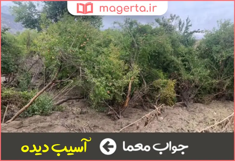 جواب معما سالزاده در جدول