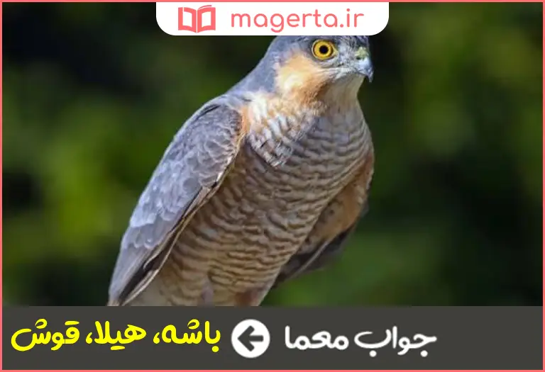 جواب معما قرقی در جدول